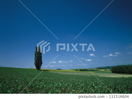 Material Dictionary Vol.94 Landscape of the Four Seasons and Peace. High quality photo 131516604