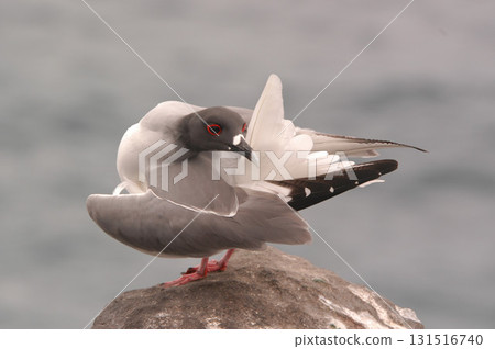 Swallow-tailed Gull (Creagrus furcatus), Espanola, Galapagos Island 131516740