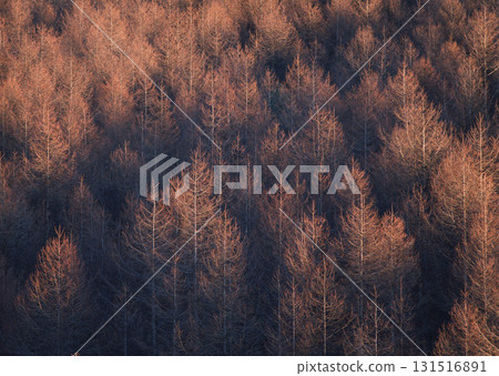 Dictionary of Materials Vol.146 Four Seasons. Japanese Flowers and Trees. High quality photo Dictionary of Materials Vol.146 Four Seasons. Japanese Flowers and Trees. High quality photo 131516891