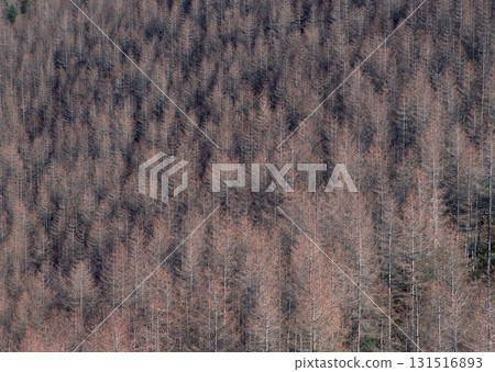 Dictionary of Materials Vol.146 Four Seasons. Japanese Flowers and Trees. High quality photo Dictionary of Materials Vol.146 Four Seasons. Japanese Flowers and Trees. High quality photo 131516893