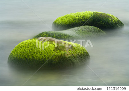 Stones with algae in the Baltic sea near the Island of Ruegen Stones with algae in the Baltic sea near the Island of Ruegen 131516909