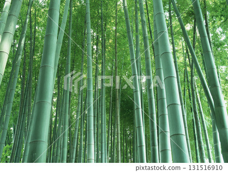 Dictionary of Materials Vol.146 Four Seasons. Japanese Flowers and Trees. High quality photo 131516910