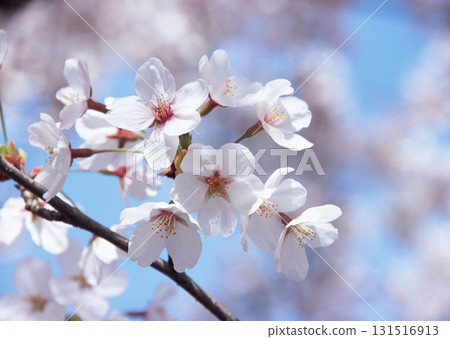 Dictionary of Materials Vol.146 Four Seasons. Japanese Flowers and Trees. High quality photo Dictionary of Materials Vol.146 Four Seasons. Japanese Flowers and Trees. High quality photo 131516913