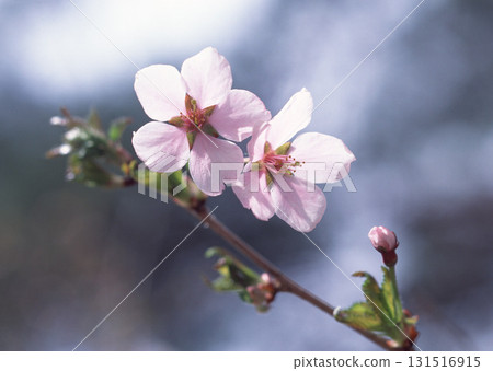 Dictionary of Materials Vol.146 Four Seasons. Japanese Flowers and Trees. High quality photo Dictionary of Materials Vol.146 Four Seasons. Japanese Flowers and Trees. High quality photo 131516915