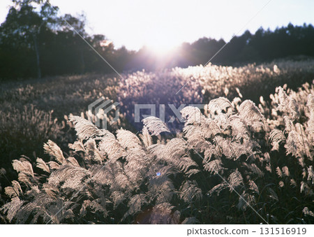 Dictionary of Materials Vol.146 Four Seasons. Japanese Flowers and Trees. High quality photo 131516919