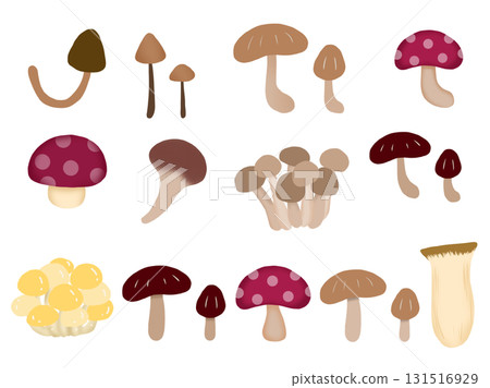Various types of mushroom material set 131516929