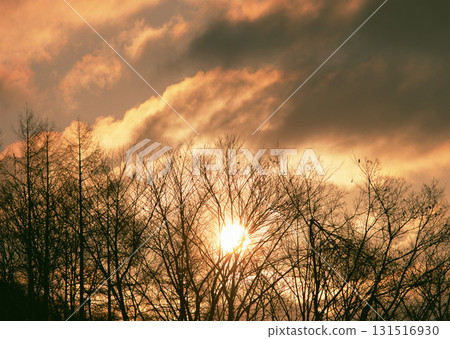 Dictionary of Materials Vol.146 Four Seasons. Japanese Flowers and Trees. High quality photo Dictionary of Materials Vol.146 Four Seasons. Japanese Flowers and Trees. High quality photo 131516930