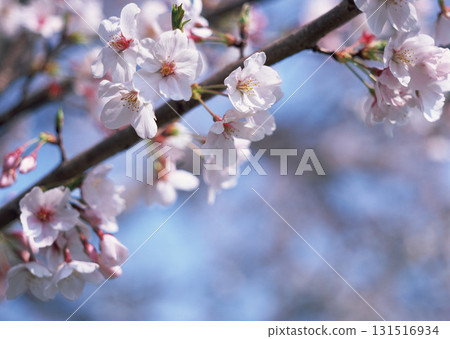 Dictionary of Materials Vol.146 Four Seasons. Japanese Flowers and Trees. High quality photo 131516934