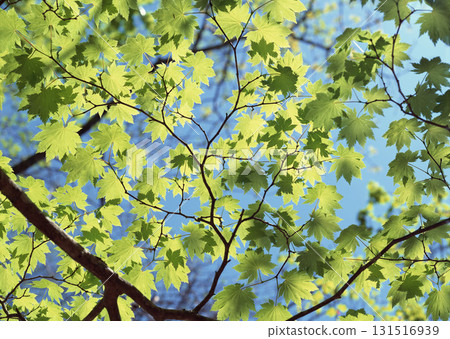 Dictionary of Materials Vol.146 Four Seasons. Japanese Flowers and Trees. High quality photo 131516939