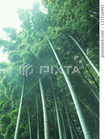 Dictionary of Materials Vol.146 Four Seasons. Japanese Flowers and Trees. High quality photo Dictionary of Materials Vol.146 Four Seasons. Japanese Flowers and Trees. High quality photo 131516942