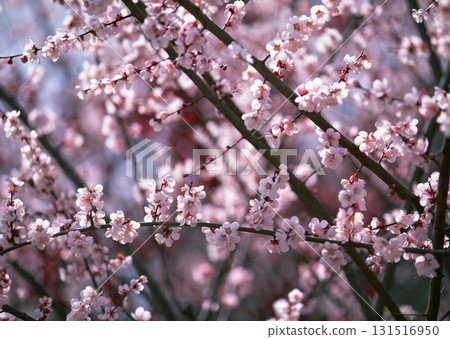 Dictionary of Materials Vol.146 Four Seasons. Japanese Flowers and Trees. High quality photo Dictionary of Materials Vol.146 Four Seasons. Japanese Flowers and Trees. High quality photo 131516950