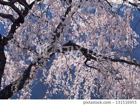 Dictionary of Materials Vol.146 Four Seasons. Japanese Flowers and Trees. High quality photo 131516955