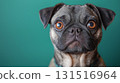 Pug 131516964