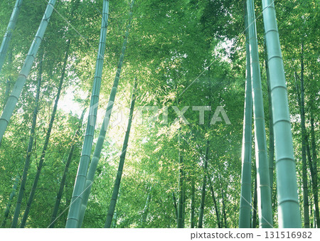 Dictionary of Materials Vol.146 Four Seasons. Japanese Flowers and Trees. High quality photo Dictionary of Materials Vol.146 Four Seasons. Japanese Flowers and Trees. High quality photo 131516982