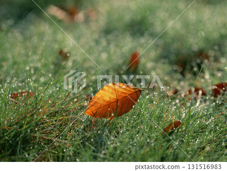 Dictionary of Materials Vol.146 Four Seasons. Japanese Flowers and Trees. High quality photo Dictionary of Materials Vol.146 Four Seasons. Japanese Flowers and Trees. High quality photo 131516983