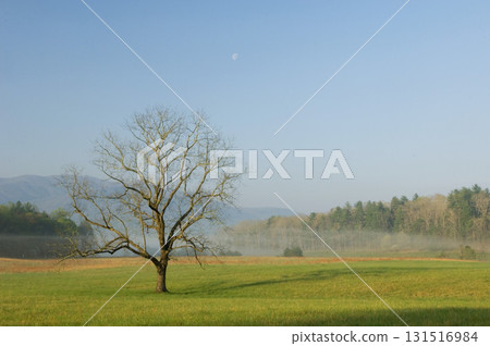 Tree in field Tree in field 131516984