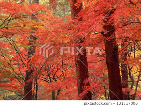 Dictionary of Materials Vol.146 Four Seasons. Japanese Flowers and Trees. High quality photo Dictionary of Materials Vol.146 Four Seasons. Japanese Flowers and Trees. High quality photo 131517000