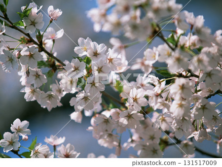 Dictionary of Materials Vol.146 Four Seasons. Japanese Flowers and Trees. High quality photo Dictionary of Materials Vol.146 Four Seasons. Japanese Flowers and Trees. High quality photo 131517009