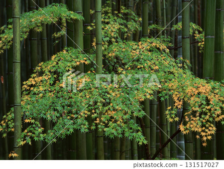 Dictionary of Materials Vol.146 Four Seasons. Japanese Flowers and Trees. High quality photo Dictionary of Materials Vol.146 Four Seasons. Japanese Flowers and Trees. High quality photo 131517027