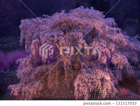 Dictionary of Materials Vol.146 Four Seasons. Japanese Flowers and Trees. High quality photo 131517053