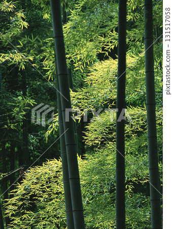 Dictionary of Materials Vol.146 Four Seasons. Japanese Flowers and Trees. High quality photo Dictionary of Materials Vol.146 Four Seasons. Japanese Flowers and Trees. High quality photo 131517058