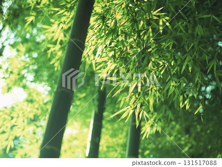 Dictionary of Materials Vol.146 Four Seasons. Japanese Flowers and Trees. High quality photo 131517088