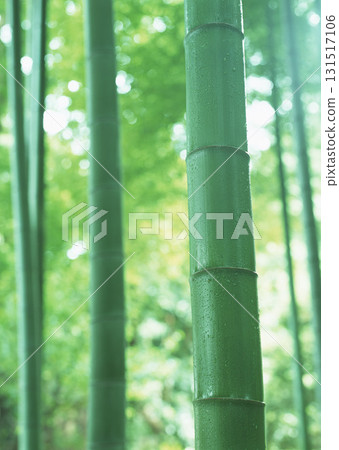 Dictionary of Materials Vol.146 Four Seasons. Japanese Flowers and Trees. High quality photo 131517106