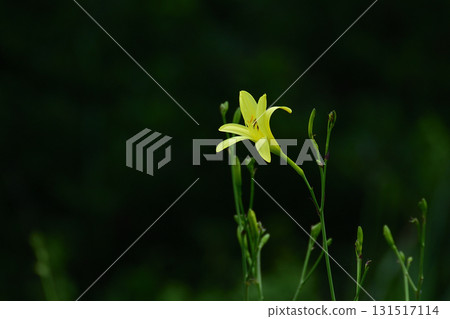 橛原濕地的日生莎草 131517114