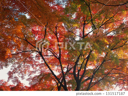 Dictionary of Materials Vol.122 Four Seasons. Scenery of Japan. High quality photo 131517187