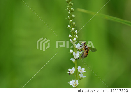 Hoverflies in Kashihara Marsh Hoverflies in Kashihara Marsh 131517200