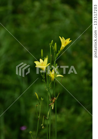 橛原濕地的日生莎草 131517203