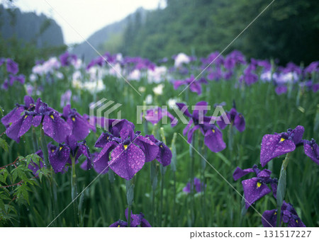 Dictionary of Materials Vol.122 Four Seasons. Scenery of Japan. High quality photo 131517227