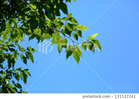 清爽的覆盆子果實 131517241