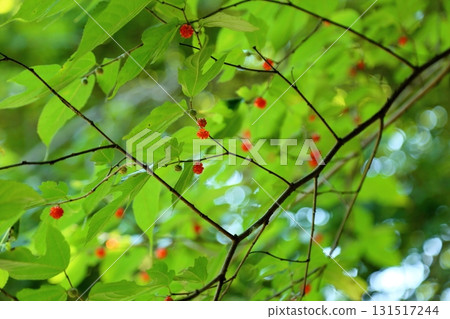 清爽的覆盆子果實 131517244