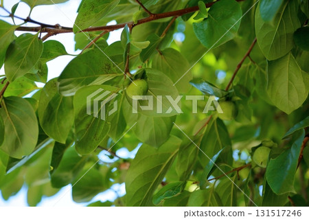 可愛的柿子水果 可愛的柿子水果 131517246