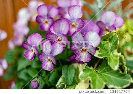 Purple viola Purple viola 131517764