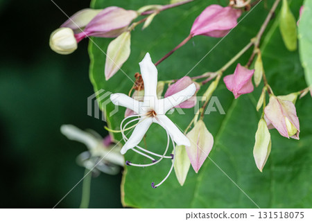 Flowers of a tree blooming on the edge of the forest: Clerodendron edulis Flowers of a tree blooming on the edge of the forest: Clerodendron edulis 131518075