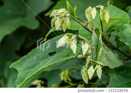 Flowers blooming on the edge of the forest: Clerodendrum buds 131518076