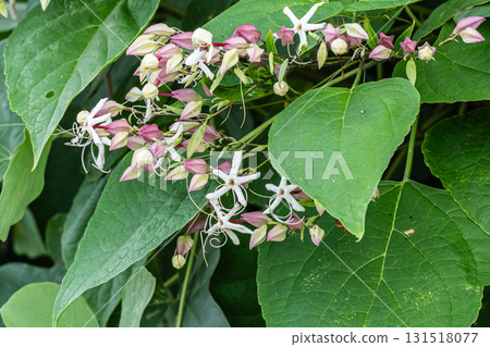 森林邊緣盛開的樹花:大葉紫薇 森林邊緣盛開的樹花:大葉紫薇 131518077