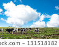 Dairy cows, grassland and a beautiful blue sky with clouds 131518182