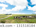 Dairy cows, grassland and a beautiful blue sky with clouds 131518184