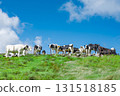 Dairy cows, grassland and a beautiful blue sky with clouds 131518185
