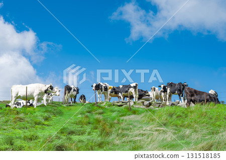 Dairy cows, grassland and a beautiful blue sky with clouds 131518185