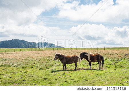 Horses of the plateau 131518186