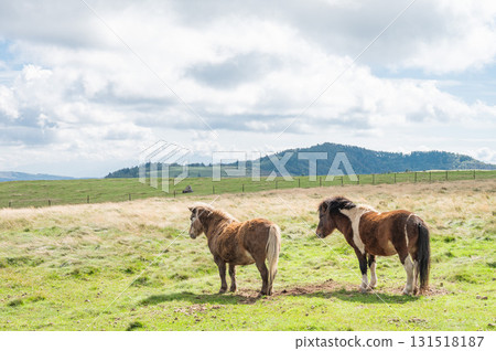 Horses of the plateau 131518187
