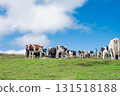 Dairy cows, grassland and a beautiful blue sky with clouds 131518188