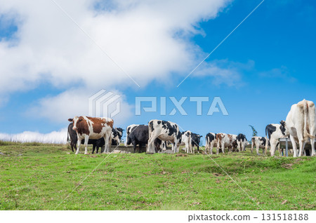 Dairy cows, grassland and a beautiful blue sky with clouds Dairy cows, grassland and a beautiful blue sky with clouds 131518188