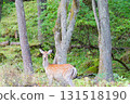 A deer looking at me from the forest 131518190