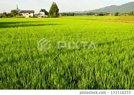 清晨的稻田風景 131518255