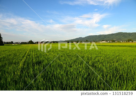 Early morning rice field scenery Early morning rice field scenery 131518259